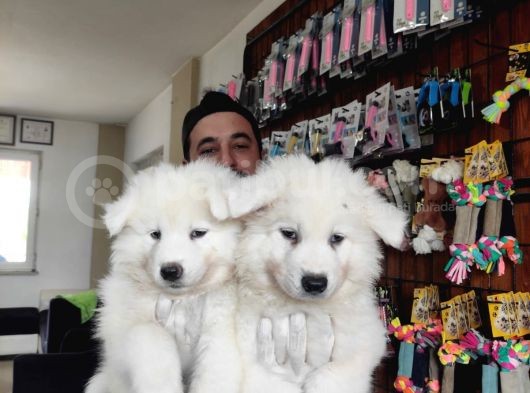 Ayi̇ Yavrusu Samoyed A Kali̇te Irk