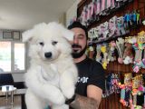 Ayi̇ Yavrusu Samoyed A Kali̇te Irk