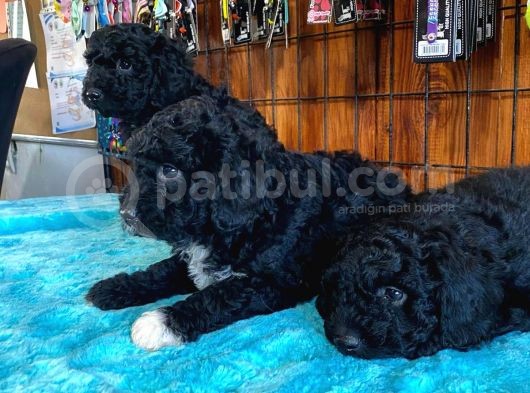 Siyah Özel Renk Poodle Yavrularımız görsel
