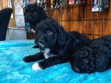 Siyah Özel Renk Poodle Yavrularımız