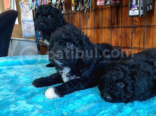 Siyah Özel Renk Poodle Yavrularımız görsel
