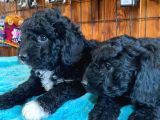 Siyah Özel Renk Poodle Yavrularımız