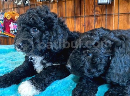 Siyah Özel Renk Poodle Yavrularımız görsel