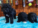 Siyah Özel Renk Poodle Yavrularımız