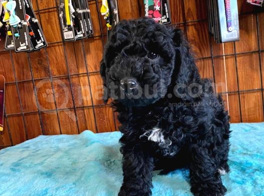 Siyah Özel Renk Poodle Yavrularımız görsel