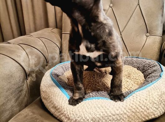 A Scrli̇ Blue Cane Corso Italiano Yavrularımız görsel