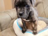 A Scrli̇ Blue Cane Corso Italiano Yavrularımız