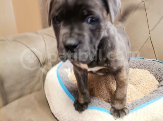 A Scrli̇ Blue Cane Corso Italiano Yavrularımız görsel