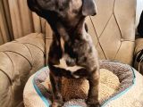 A SCRLİ blue cane corso Italiano yavrularımız
