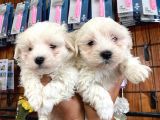 Bembeyaz Maltese Terri̇er 0 Numara