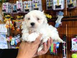 Bembeyaz Maltese Terri̇er 0 Numara
