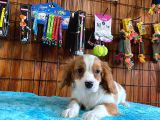 A Kalite Cavalier King Charles Spaniel Premium Yavrularimiz