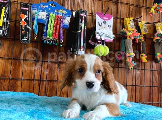 A Kalite Cavalier King Charles Spaniel Premium Yavrularimiz görsel