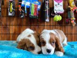 A Kalite Cavalier King Charles Spaniel Premium Yavrularimiz