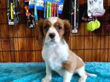 A Kalite Cavalier King Charles Spaniel Premium Yavrularimiz