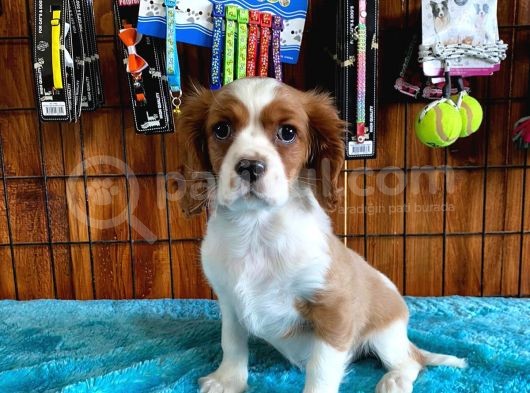 A Kalite Cavalier King Charles Spaniel Premium Yavrularimiz görsel