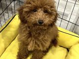 Minyatür toy poodle