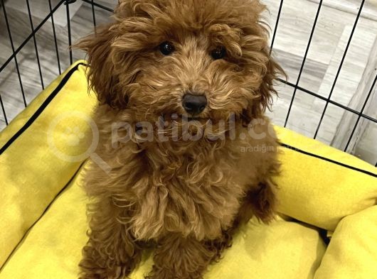 Minyatür Toy Poodle
