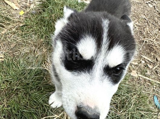 Erkek Maskeli Safkan Husky Si̇bi̇rya Kurdu görsel