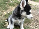 Erkek Maskeli Safkan Husky Si̇bi̇rya Kurdu