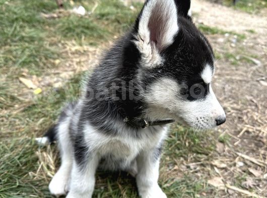 Erkek Maskeli Safkan Husky Si̇bi̇rya Kurdu görsel