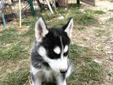Erkek Maskeli Safkan Husky Si̇bi̇rya Kurdu