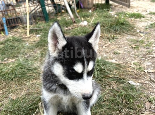Erkek Maskeli Safkan Husky Si̇bi̇rya Kurdu görsel