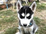 Erkek Maskeli Safkan Husky SİBİRYA KURDU