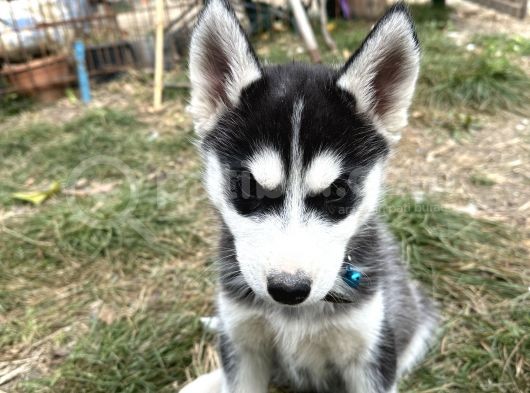 Erkek Maskeli Safkan Husky Si̇bi̇rya Kurdu