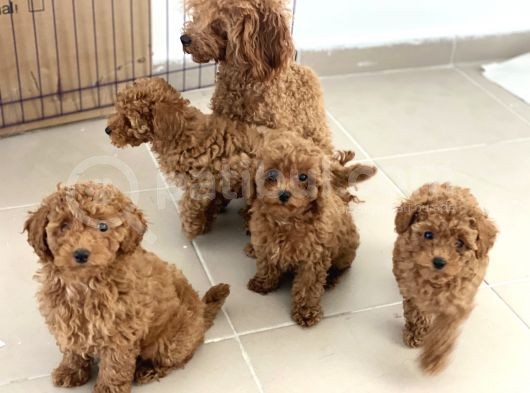 Petmode Köpek Çiftliğinden Apricot Toy Poodle Yavrularımız görsel