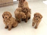 Petmode Köpek Çiftliğinden apricot Toy Poodle Yavrularımız
