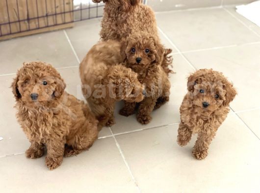 Petmode Köpek Çiftliğinden Apricot Toy Poodle Yavrularımız