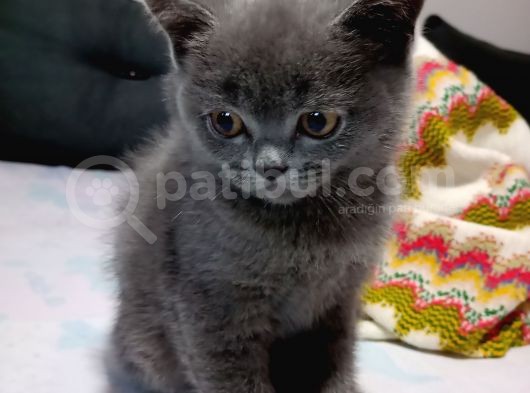 Safkan British Erkek  görsel