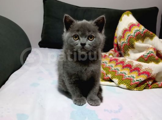 Safkan British Erkek  görsel