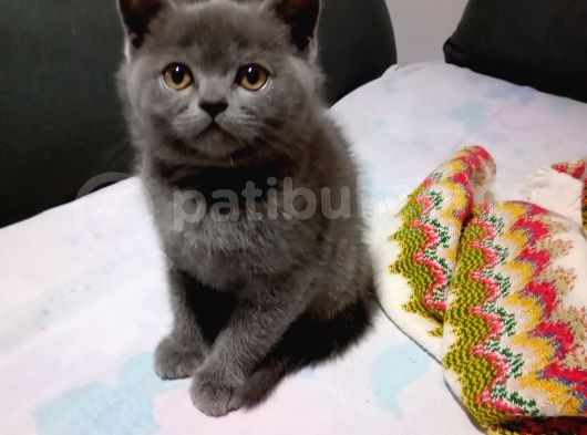 Safkan British Erkek 