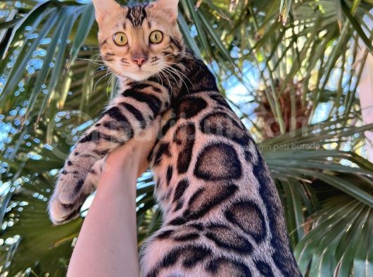 Show Class Erkek Bengal görsel