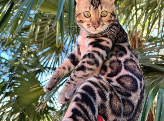 Show Class Erkek Bengal