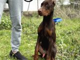 Kızıl A Secereli Doberman Yavrusu Eğitimli