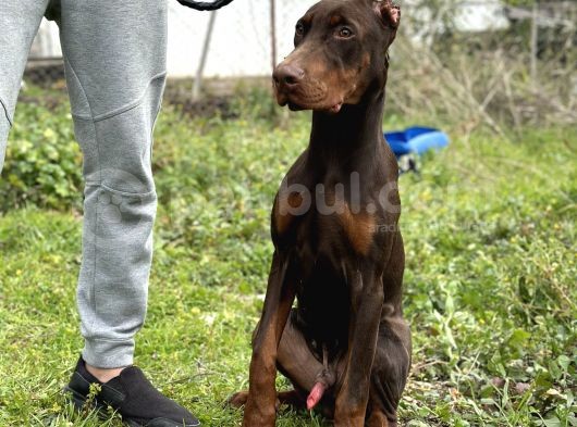 Kızıl A Secereli Doberman Yavrusu Eğitimli görsel