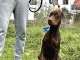 Kızıl A Secereli Doberman Yavrusu Eğitimli