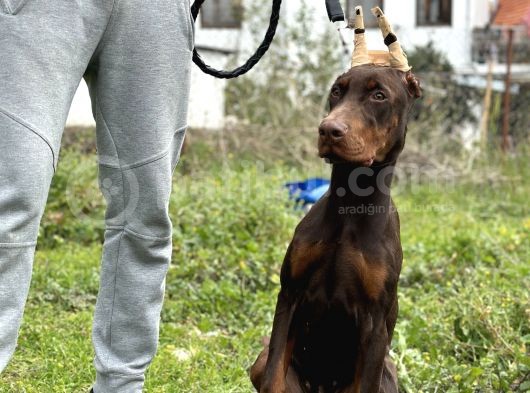 Kızıl A Secereli Doberman Yavrusu Eğitimli görsel