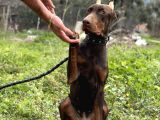 Kızıl A Secereli Doberman Yavrusu Eğitimli