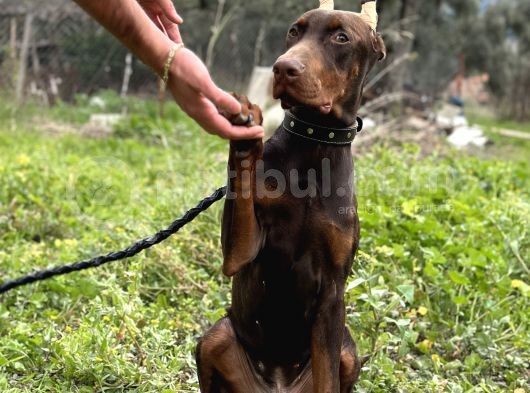 Kızıl A Secereli Doberman Yavrusu Eğitimli görsel