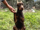 Kızıl A Secereli Doberman Yavrusu Eğitimli