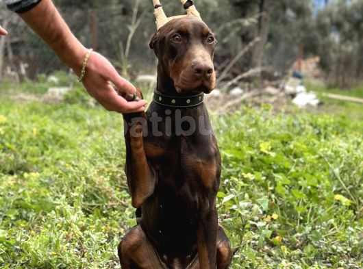 Kızıl A Secereli Doberman Yavrusu Eğitimli görsel