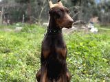 Kızıl A Secereli Doberman Yavrusu Eğitimli