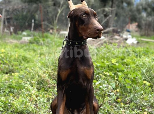Kızıl A Secereli Doberman Yavrusu Eğitimli görsel