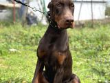 Kızıl A Secereli Doberman Yavrusu Eğitimli
