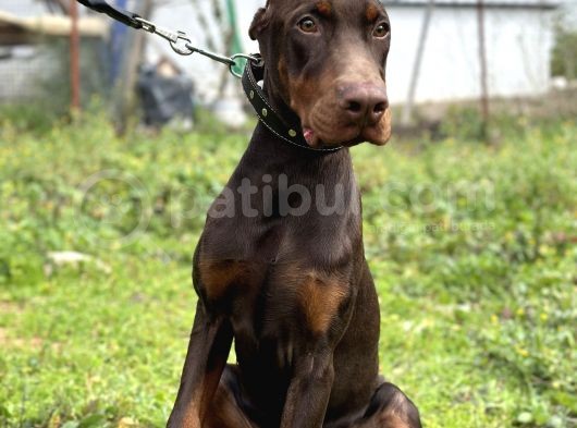 Kızıl A Secereli Doberman Yavrusu Eğitimli görsel