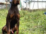 Kızıl A Secereli Doberman Yavrusu Eğitimli